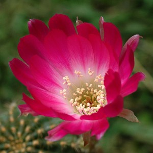 Image of Tribute Flower for Agnes